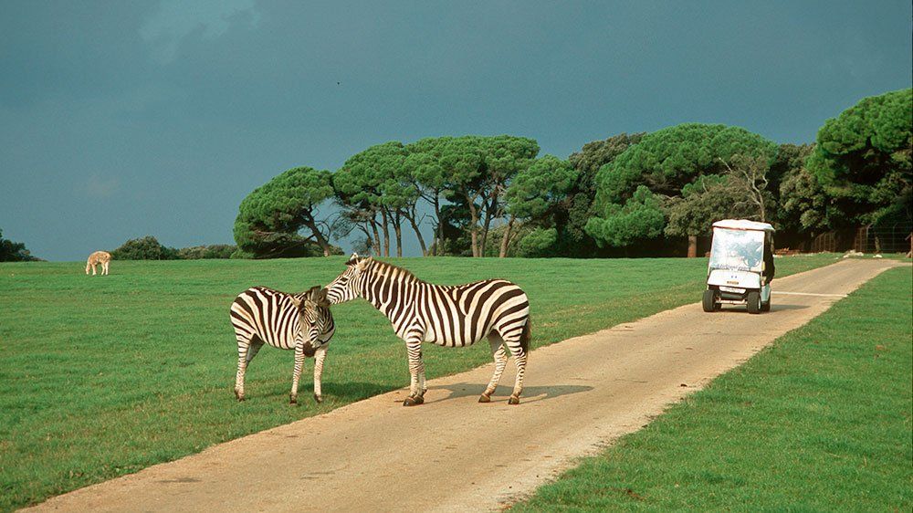 Las cebras cruzan un camino en el parque zoológico. Dos cebras están en un camino arenoso en medio de un prado verde, mientras un vehículo de safari se detiene cerca. En el fondo se pueden ver más animales y árboles altos que recrean un paisaje de sabana africana.